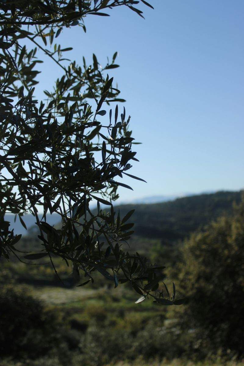 Riego eficiente en clima mediterráneo: claves para aprovechar cada gota