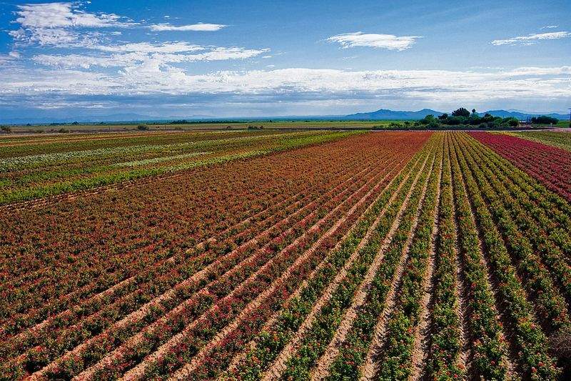 Implantación de prácticas agrícolas sostenibles